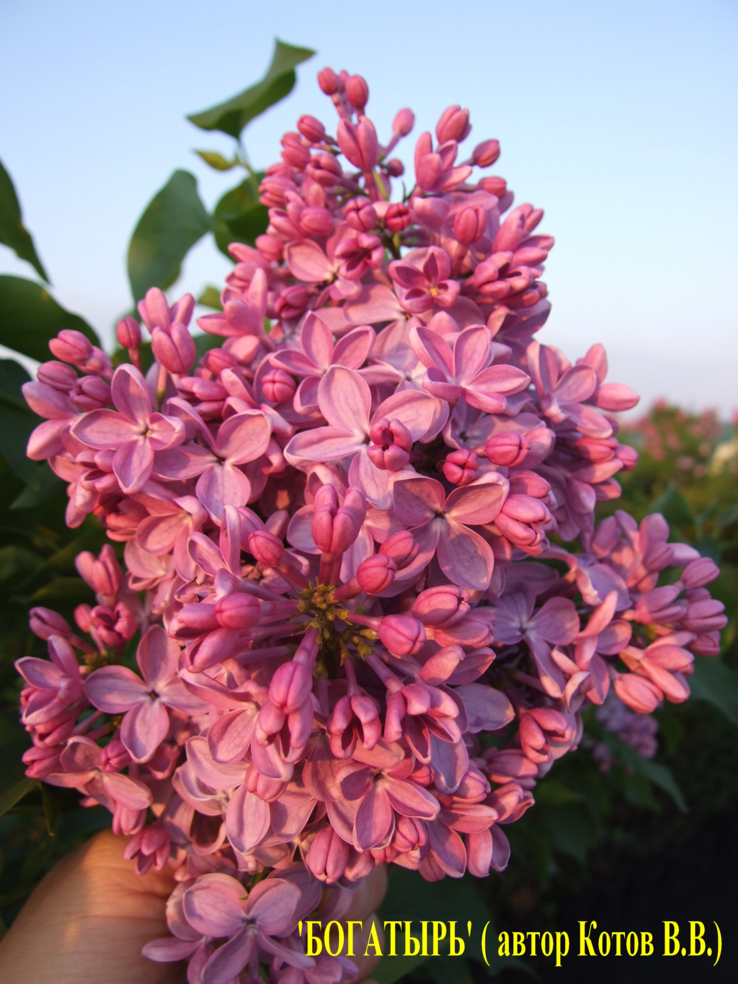 Сирень обыкновенная Богатырь